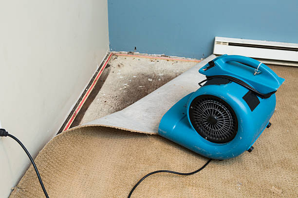 Best Mold removal after water damage  in Plum, PA